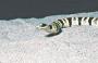 Save the Tucson Shovel-nosed Snake