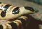 Save the Tucson Shovel-nosed Snake
